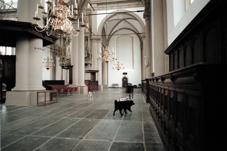 Ein Screenshot aus einem Video, in dem drei Hunde in einer Kirche zu sehen sind