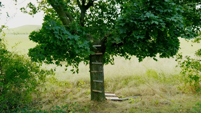 Baum auf einer Wiese
