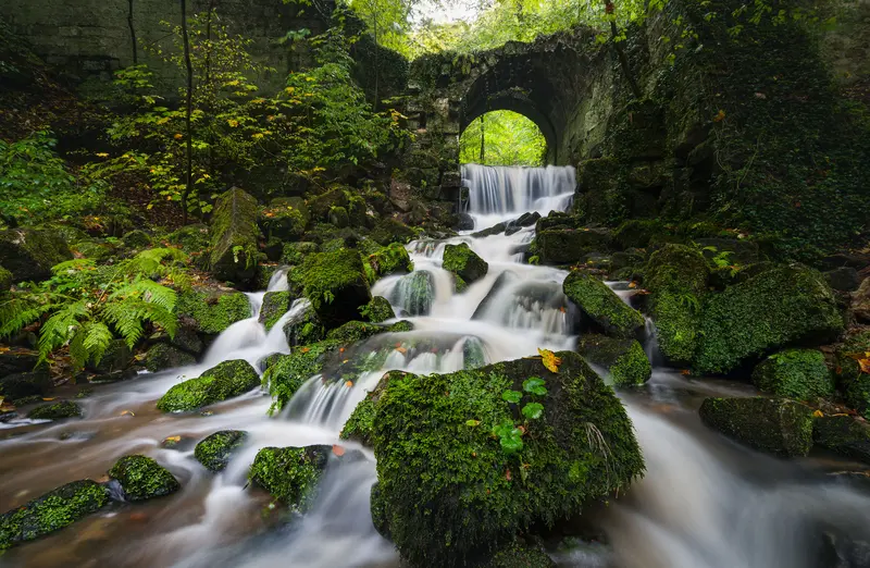 Wald mit Fluss