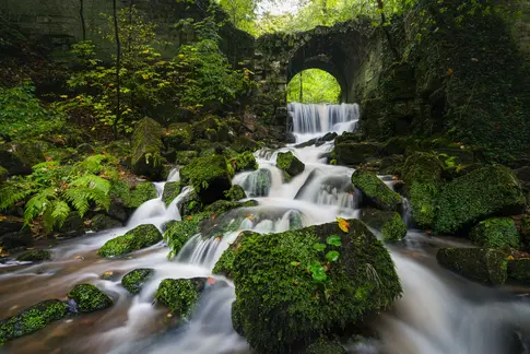 Wald mit Fluss