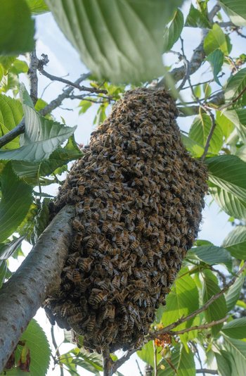 Foto eines Bienenschwarms an einem Kirschbaum im Preußischen Viertel, Dresden, 23. Mai. 2019, von Volker Dietzel