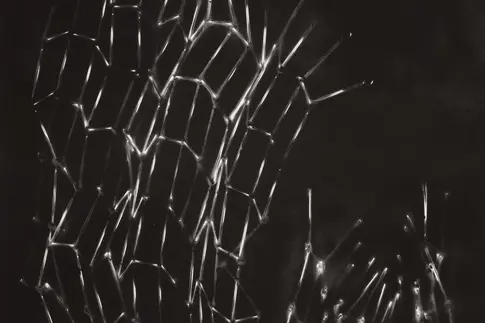 Netzartige, weiße Linien auf schwarzem Untergrund.