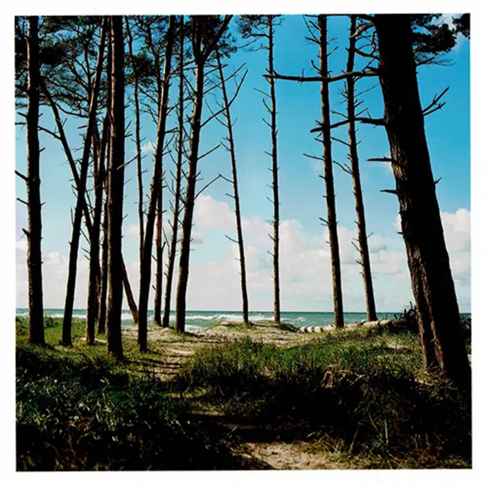 Waldlandschaft mit Blick auf das Meer