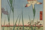 Utagawa Hiroshige, Hundert berühmte Ansichten von Edo: Schwertliliengarten in Horikiri, 1857 im Vordergrund Blumen, im Hintergrund Wasser und grüne Flächen