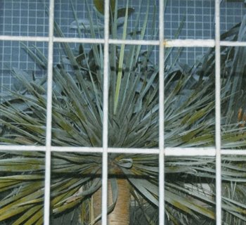 Foto mit Palmen hinter einem Gitter