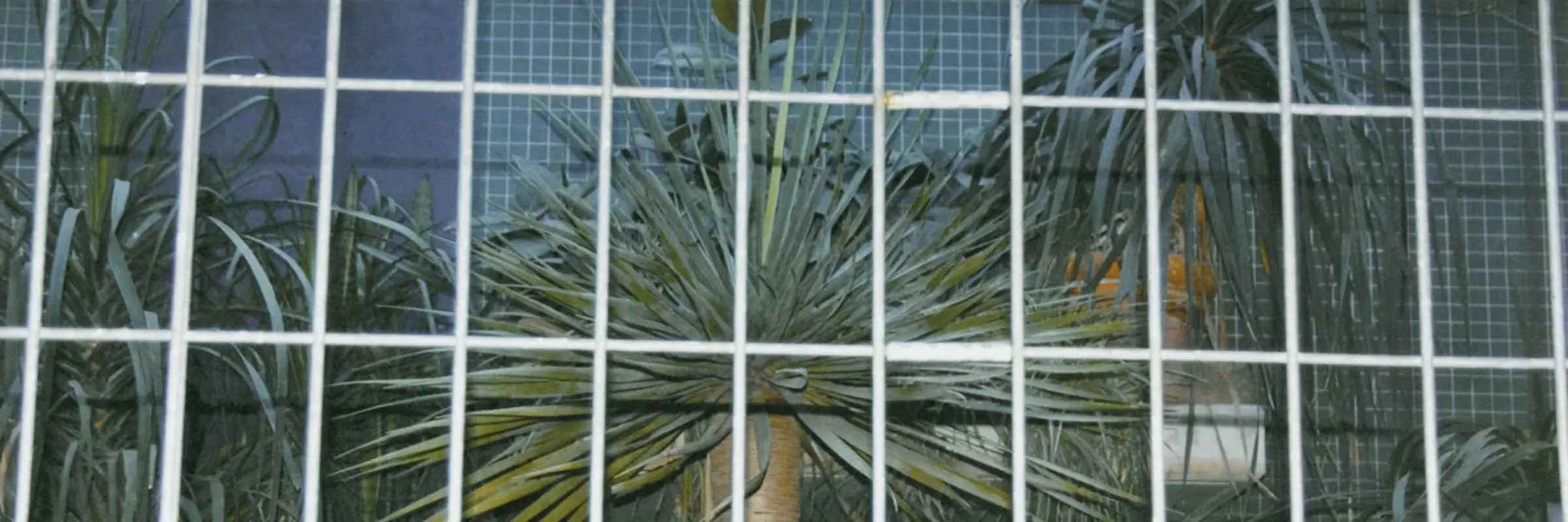 Foto mit Palmen hinter einem Gitter