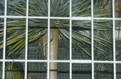 Foto mit Palmen hinter einem Gitter