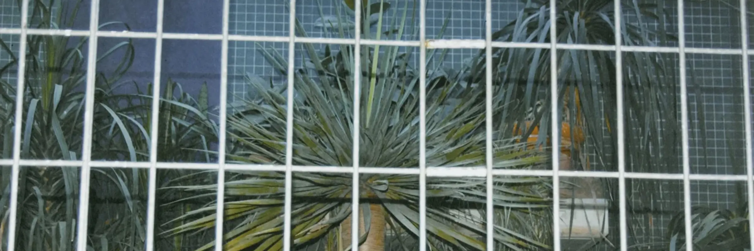 Foto mit Palmen hinter einem Gitter