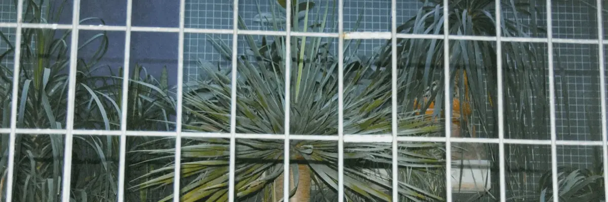 Foto mit Palmen hinter einem Gitter
