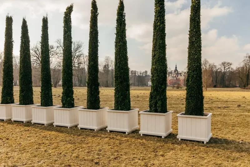 Ansicht von Thuja-Gewächsen im Park vor dem Schloss Bad Muskau