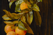 Sophie Prell, Orangenzweig