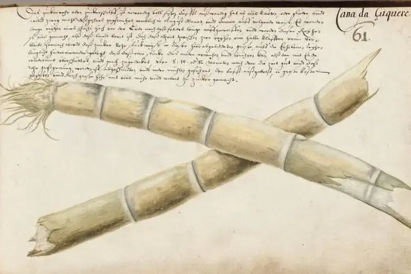 Zeichnung einer Pflanze